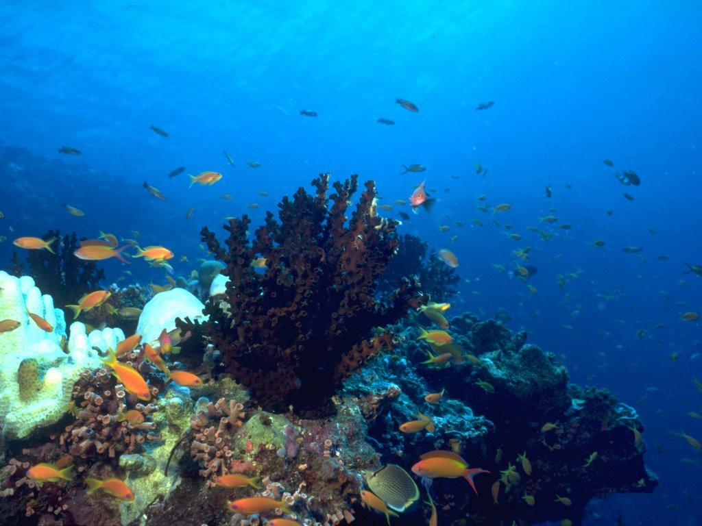 Подводный мир на Мальдивах. Фото 9 – фотографии Мальдивских островов