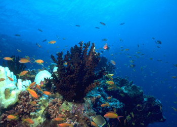 Подводный мир на Мальдивах. Фото 9 – фотографии Мальдивских островов