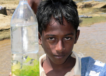 Негомбо, Шри-Ланка, фото № 51984 – фотографии Шри-Ланки