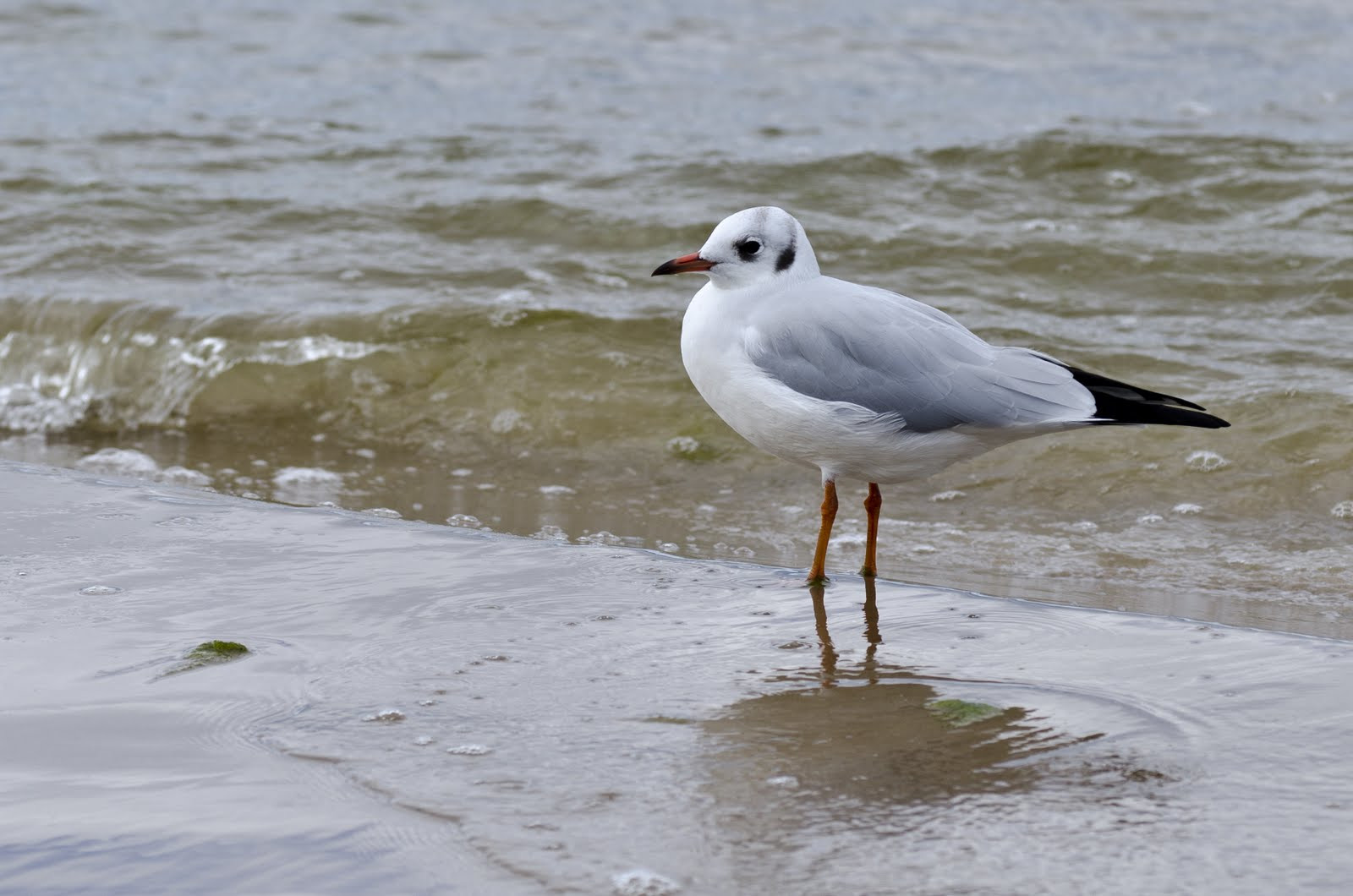 Юрмальская чайка – фотографии Латвии