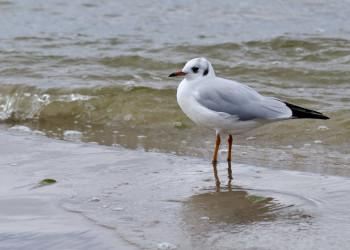 Юрмальская чайка – фотографии Латвии