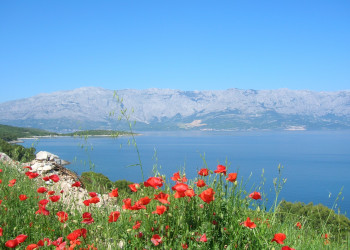 Цветы в Брач, Хорватия – фотографии Хорватии