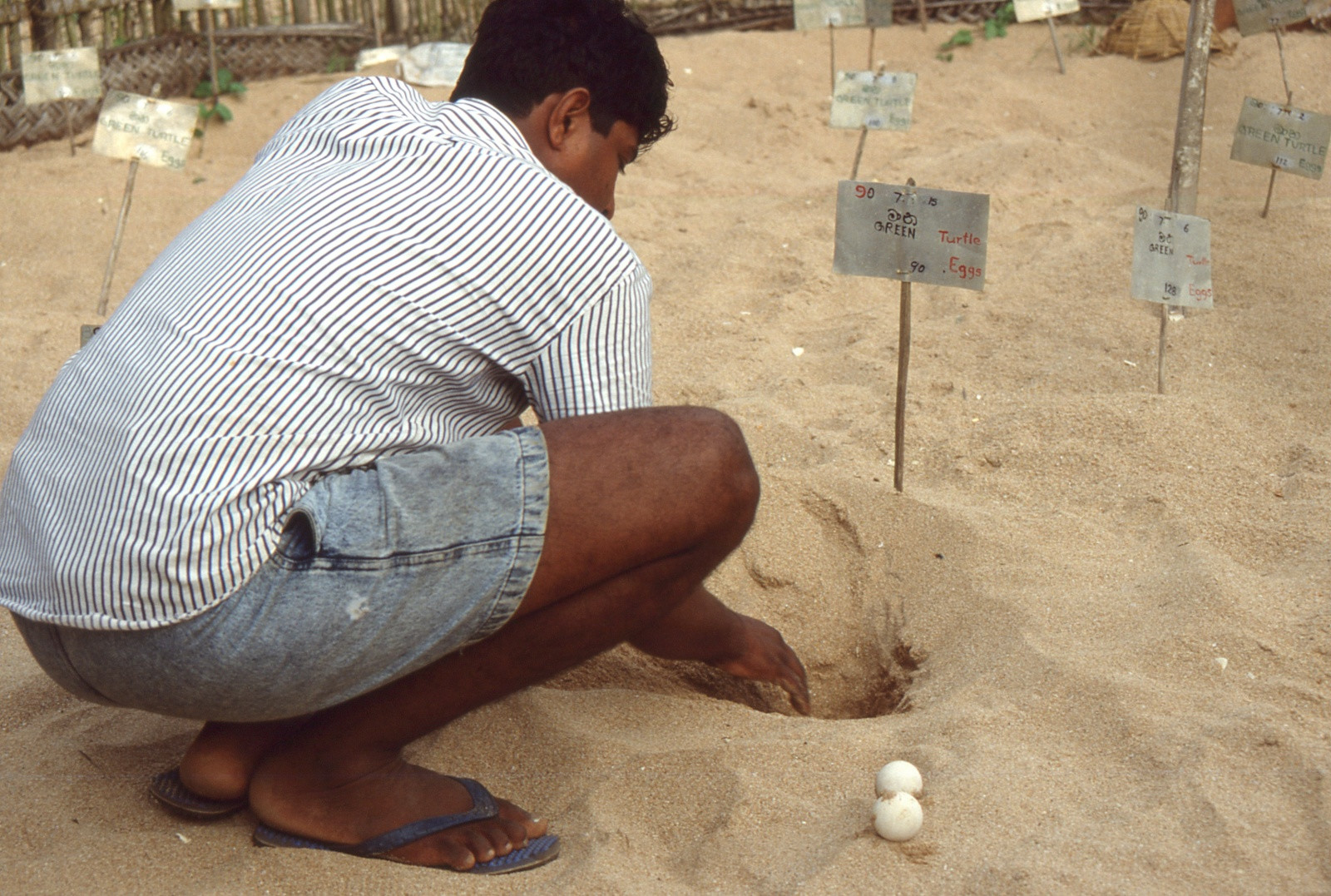 Черепашьи яйца на ферме в Косгоде, Шри-Ланка – фотографии Шри-Ланки