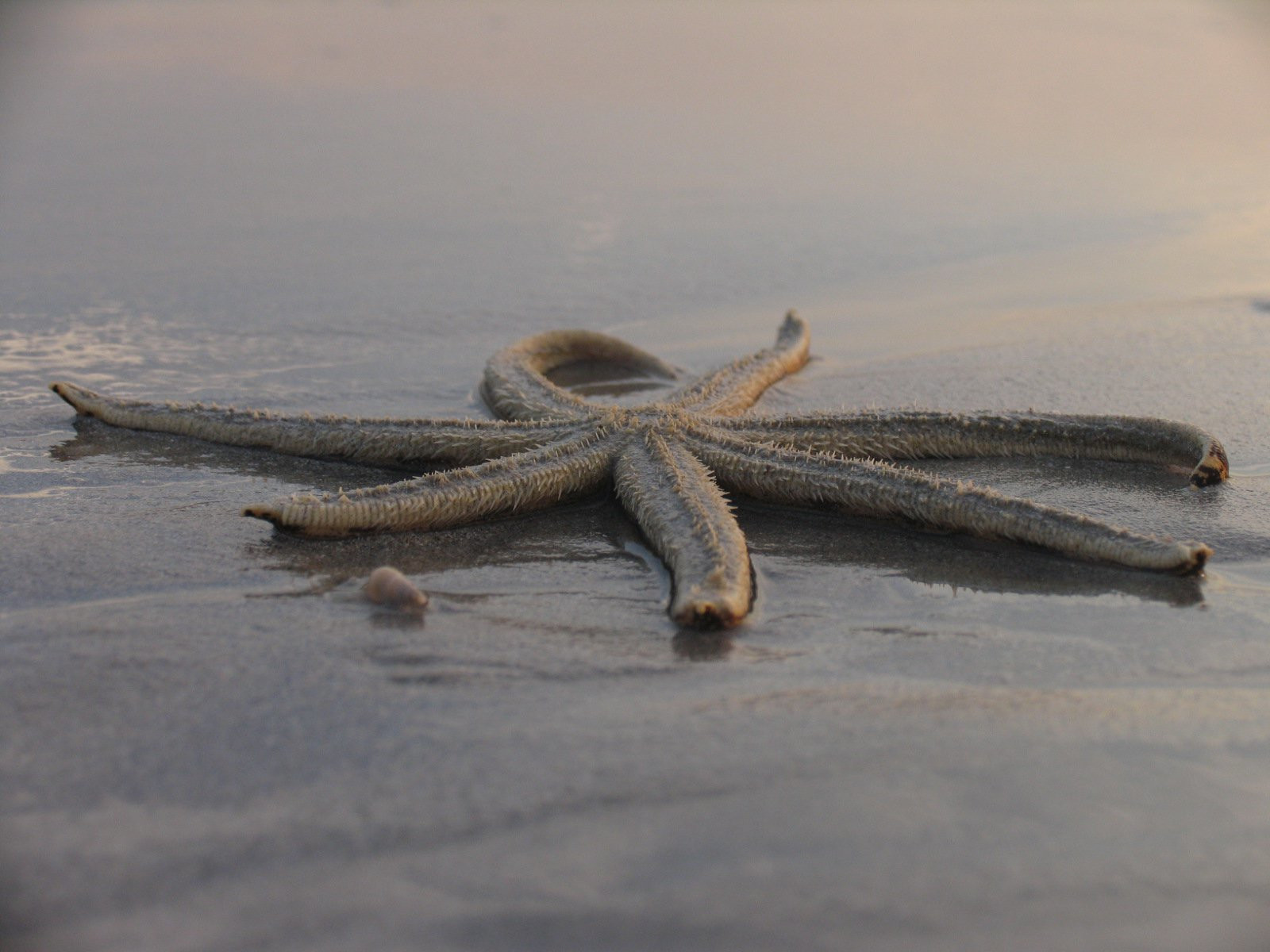 Тринкомали, Шри-Ланка, фото № 52442 – фотографии Шри-Ланки