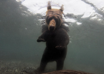 Медвежий сноркелинг – фотографии России