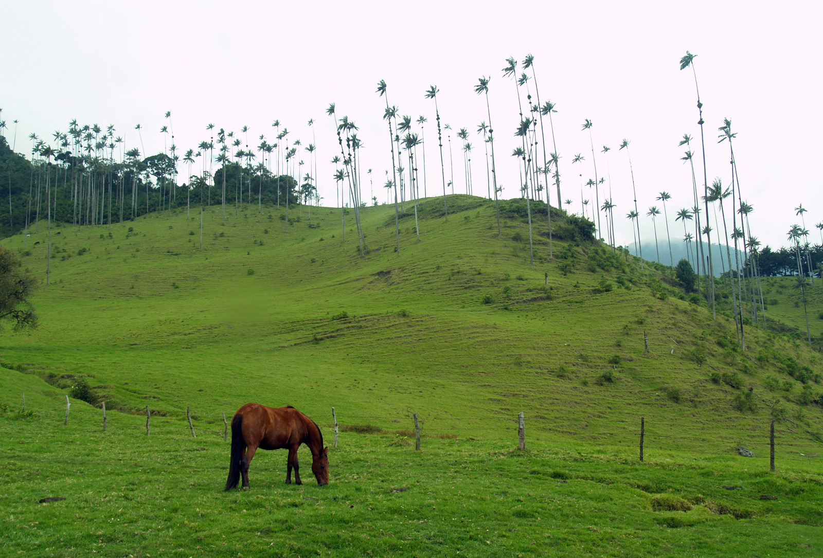 Долина Кокора. Фото 6 – фотографии Колумбии