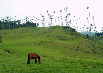 Долина Кокора. Фото 6 – фотографии Колумбии