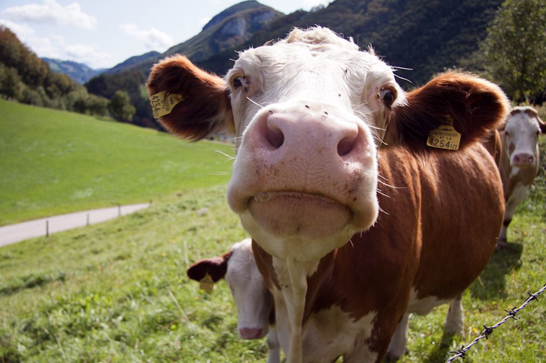 Красная корова. Калькальпен. Австрия – фотографии Австрии