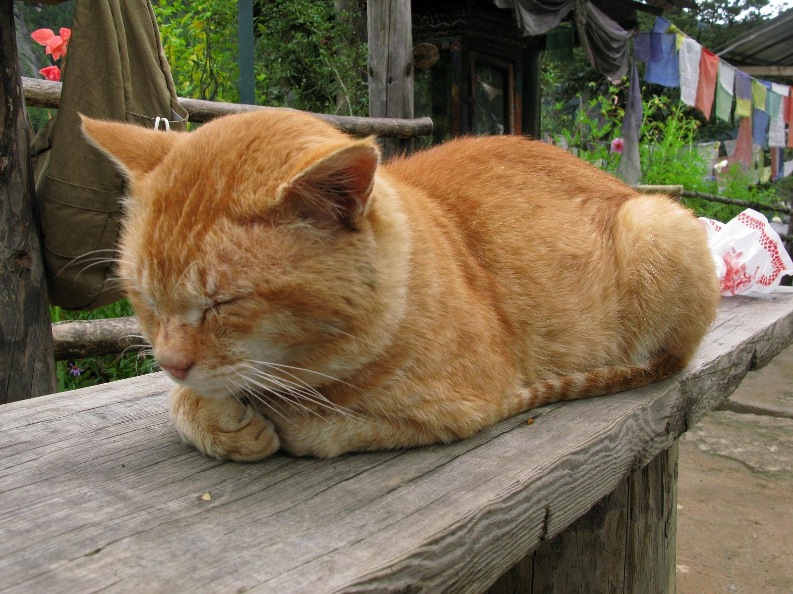 Таксанг-лакханг (Taktsang Lhakhang) – фотографии Бутана