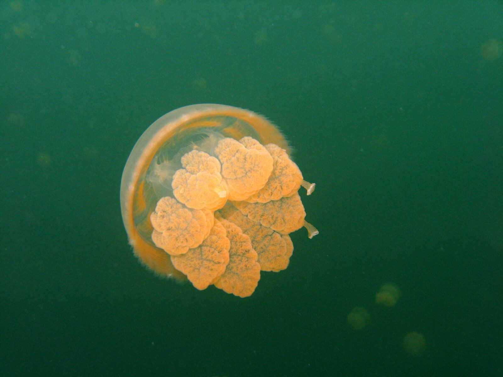 Медуза в водах слабосолёного озера Медуз на острове Эил-Малк – фотографии Палау
