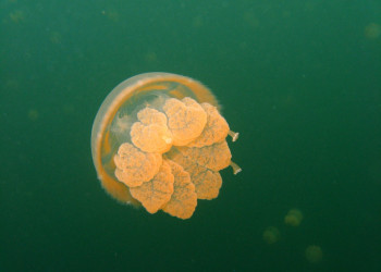 Медуза в водах слабосолёного озера Медуз на острове Эил-Малк – фотографии Палау