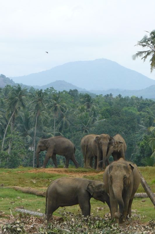 Шри-Ланка, фото № 1177 – фотографии Шри-Ланки