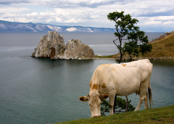 Корова на берегу озера Байкала, Россия. Фото 1 – фотографии России