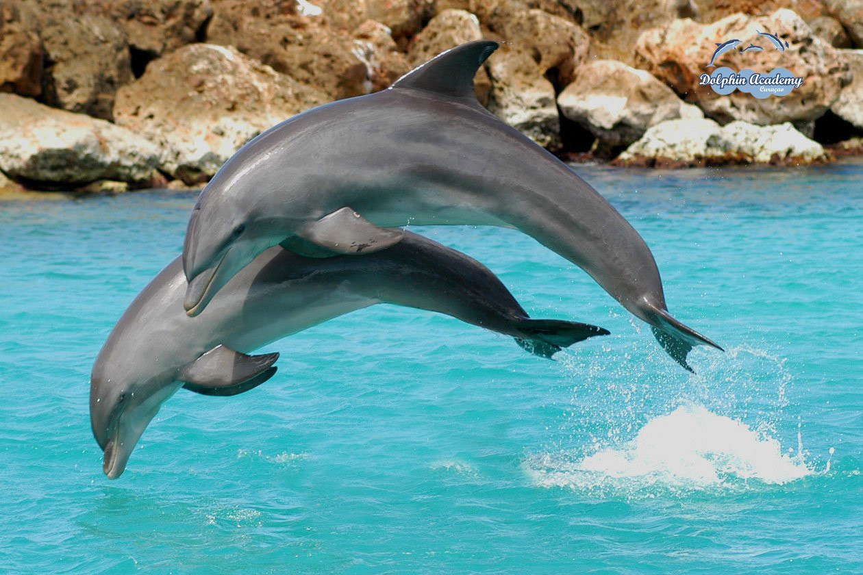 Кюрасао, фото № 4782 – фотографии Кюрасао