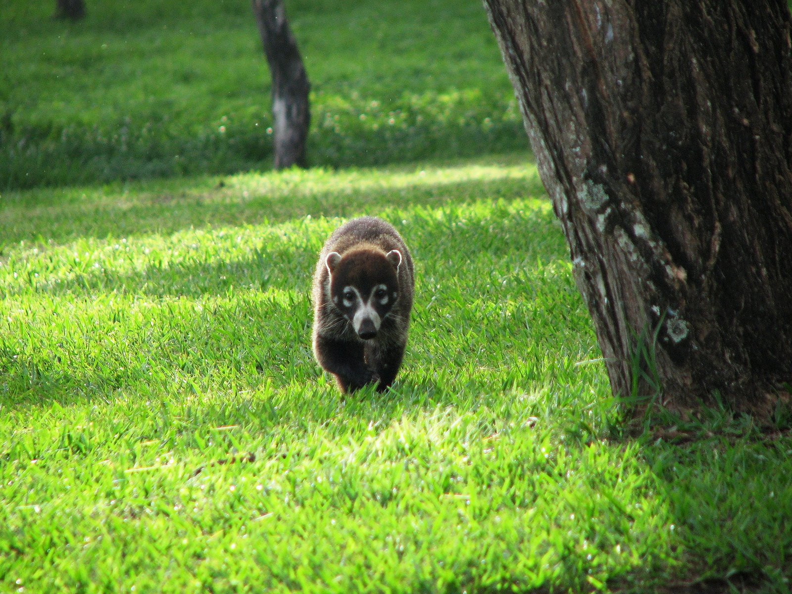 Ринкон де ла Виеха Национальный Парк, Гуанакасте провинция, Коста-Рика, фото № 39285 – фотографии Коста-Рики
