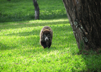 Ринкон де ла Виеха Национальный Парк, Гуанакасте провинция, Коста-Рика, фото № 39285 – фотографии Коста-Рики