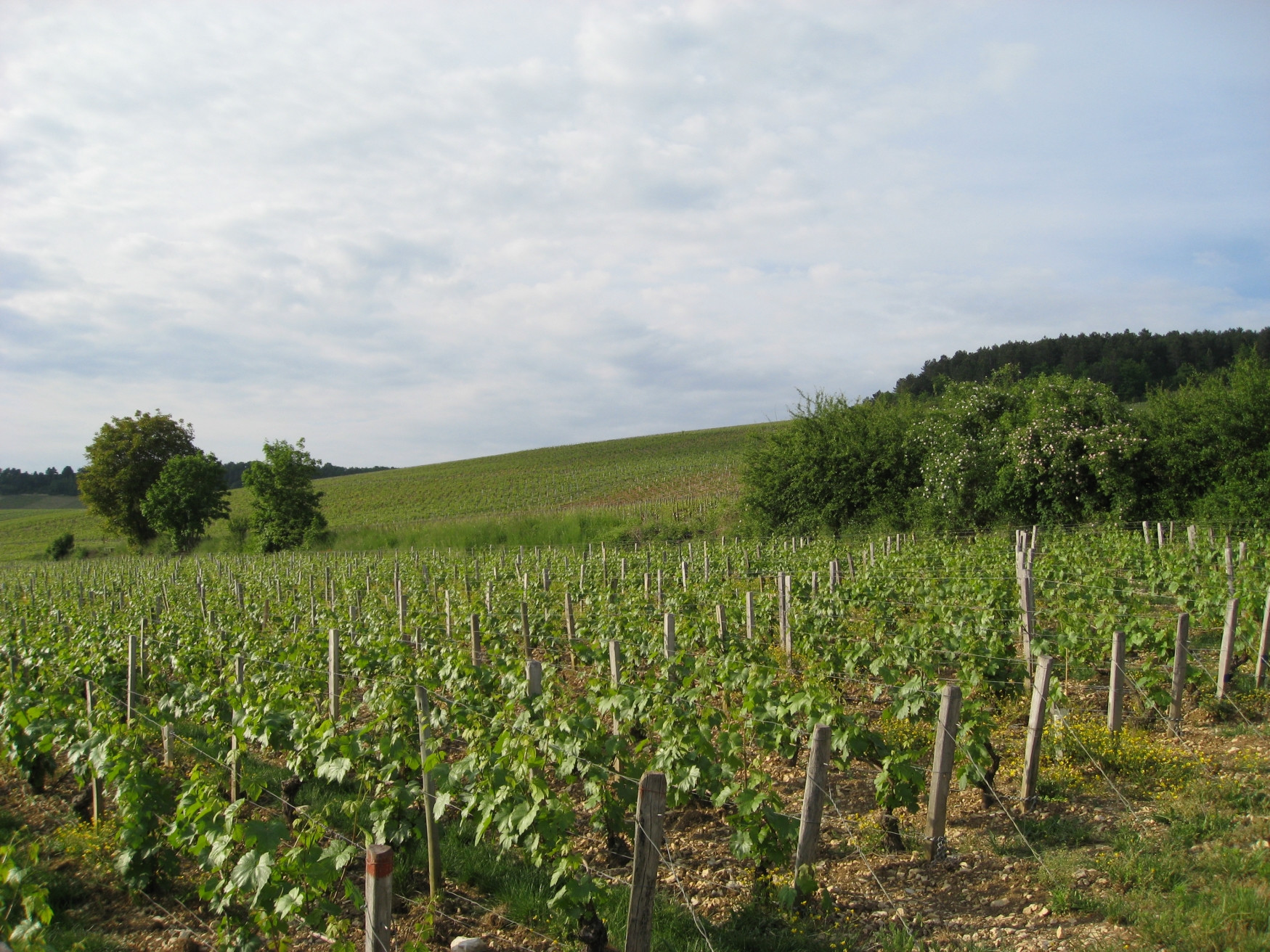 Плантация в Шабли, Франция. Фото 3 – фотографии Франции
