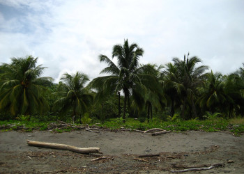 Ислита, Гуанакасте провинция, Коста-Рика, фото № 39386 – фотографии Коста-Рики