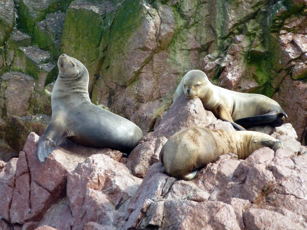 Котики островов Бальестас – фотографии Перу