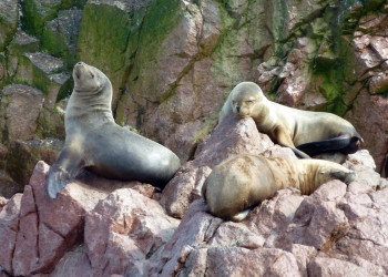 Котики островов Бальестас – фотографии Перу
