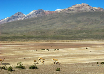 Салинас и Агуада-Бланка (заповедник) – фотографии Перу