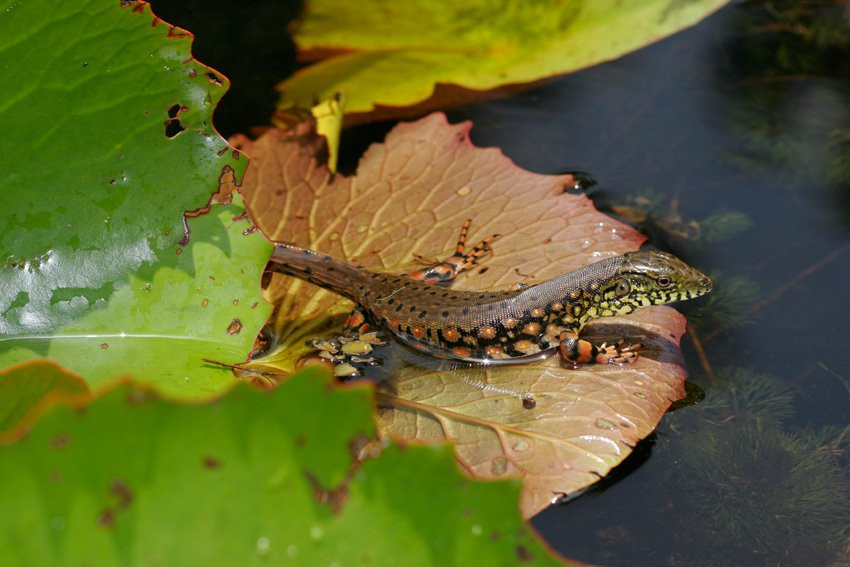 Французская Гвиана, фото № 2101 – фотографии Французской Гвианы
