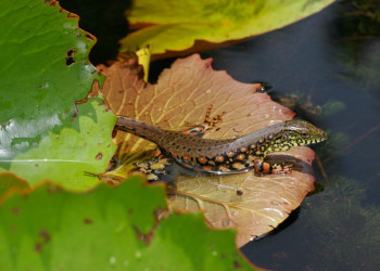 Французская Гвиана, фото № 2101 – фотографии Французской Гвианы