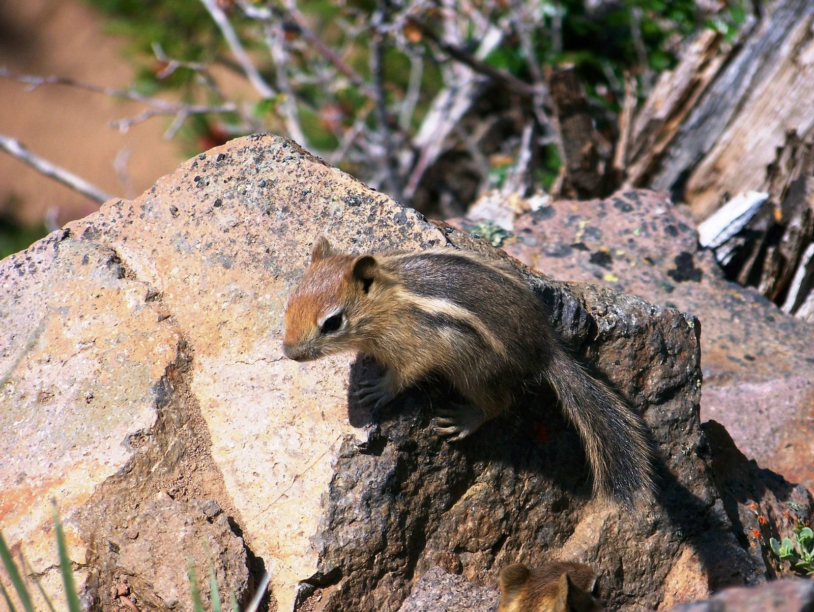 Крейтер Озеро Национальный Парк, Орегон штат, США, фото № 78625 – фотографии США