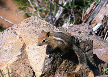 Крейтер Озеро Национальный Парк, Орегон штат, США, фото № 78625 – фотографии США