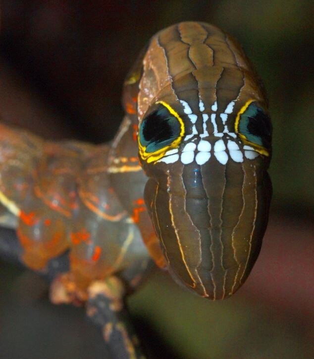 Личинка бабочки ленточницы подвида Phyllodes imperialis. Фото 2 – фотографии Австралии