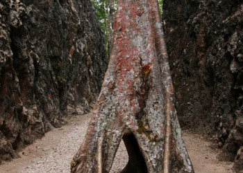 Дерево в Канчанабури, Тайланд – фотографии Таиланда