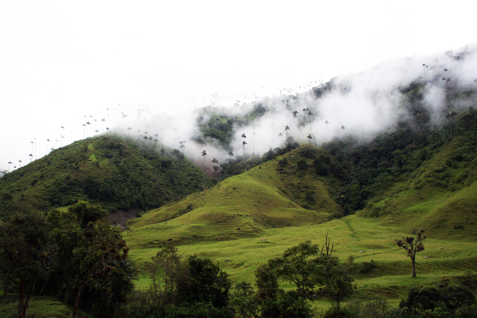 Долина Кокора на западе в Колумбии. Фото 3 – фотографии Колумбии