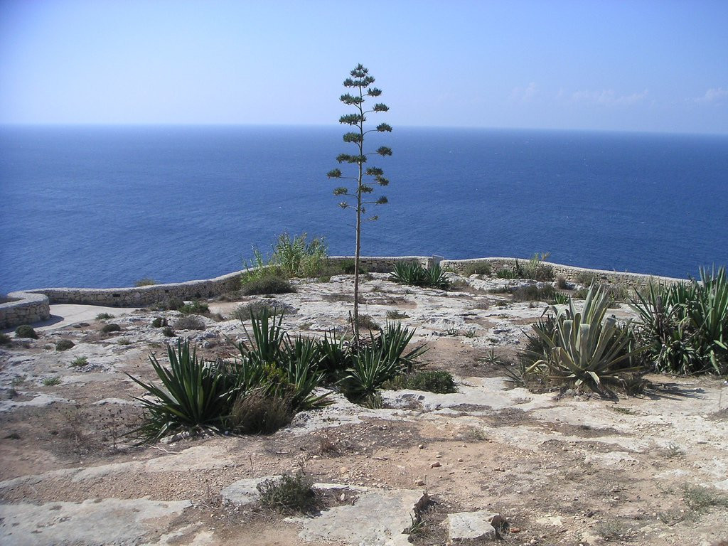 Марфа, Мальта остров, Мальта, фото № 42353 – фотографии Мальты