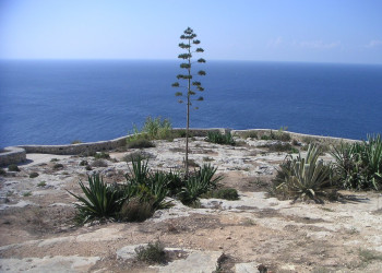 Марфа, Мальта остров, Мальта, фото № 42353 – фотографии Мальты