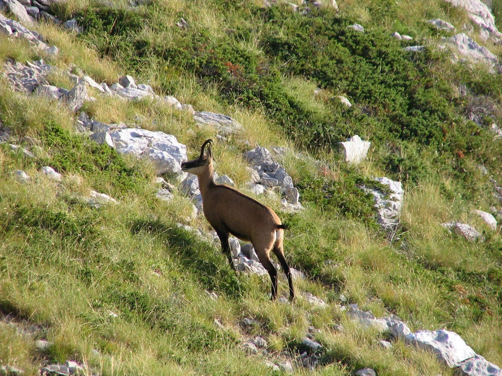 Животное в Природном парке, Хорватия. Фото 1 – фотографии Хорватии