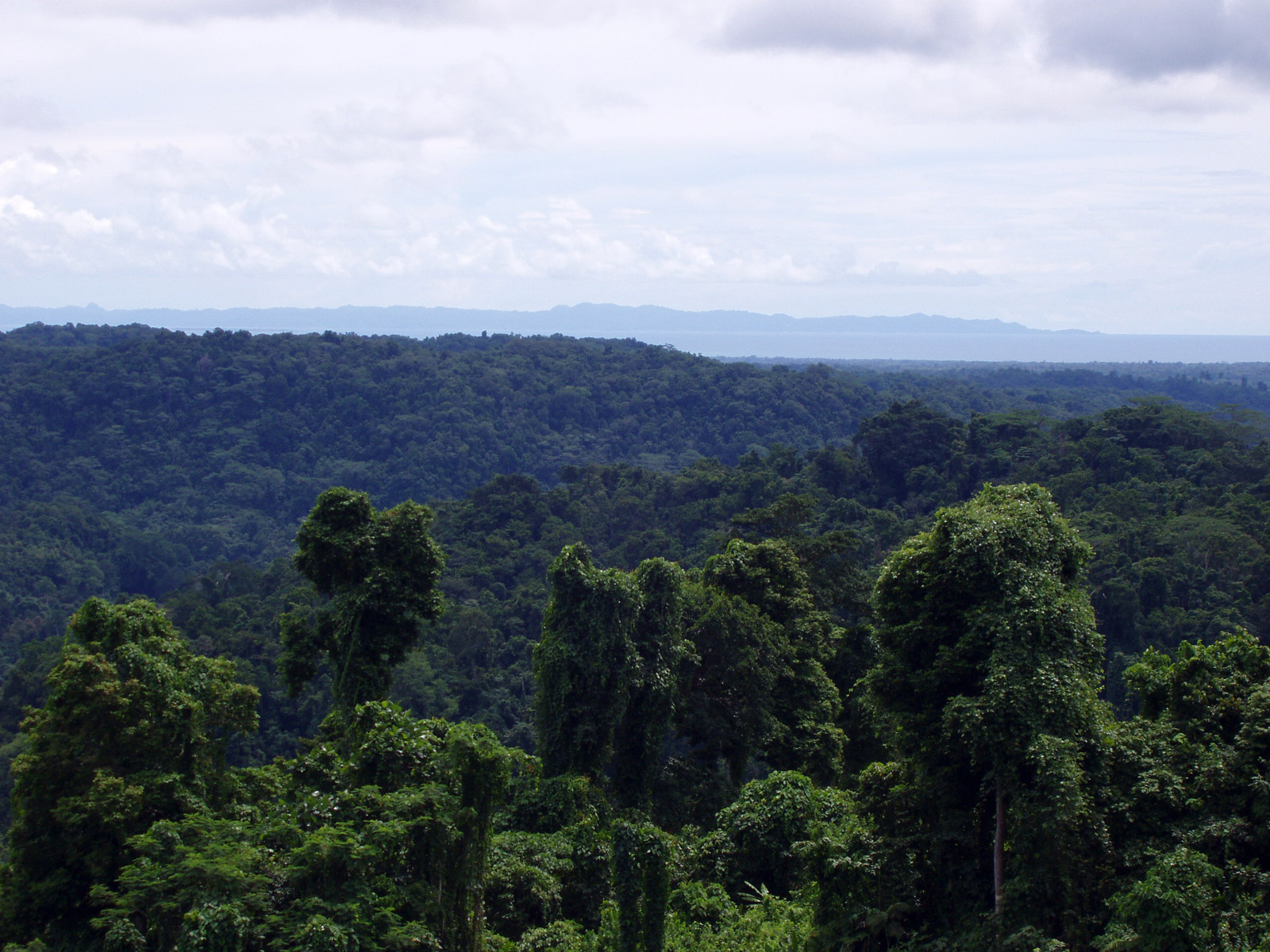 Джунгли острова Гуадалканал – фотографии Соломоновых Островов