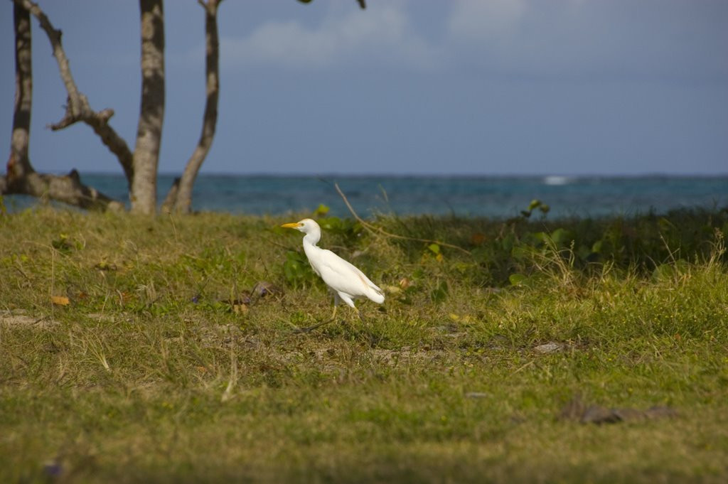 Птица в Ольгин провинция, Куба. Фото 1 – фотографии Кубы