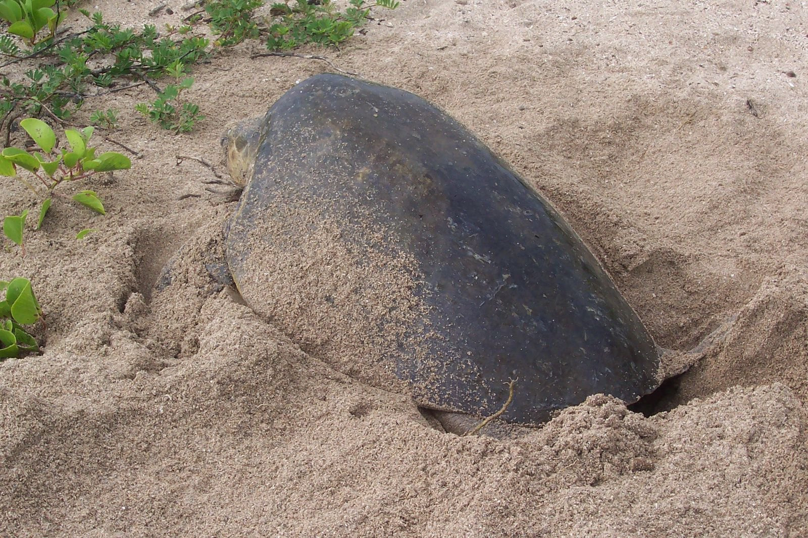 Плайя Джуионес, Гуанакасте провинция, Коста-Рика, фото № 39503 – фотографии Коста-Рики