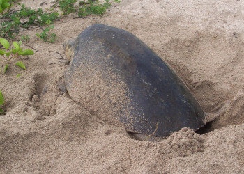 Плайя Джуионес, Гуанакасте провинция, Коста-Рика, фото № 39503 – фотографии Коста-Рики