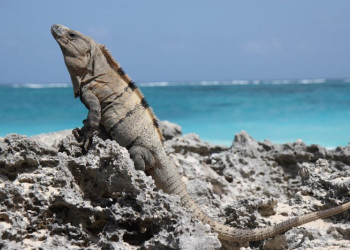 Тулум, Ривьера-Майя, Мексика, фото № 44237 – фотографии Мексики