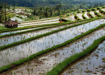 Рисовые террасы Jatiluwih на острове Бали. Фото 16 – фотографии Индонезии
