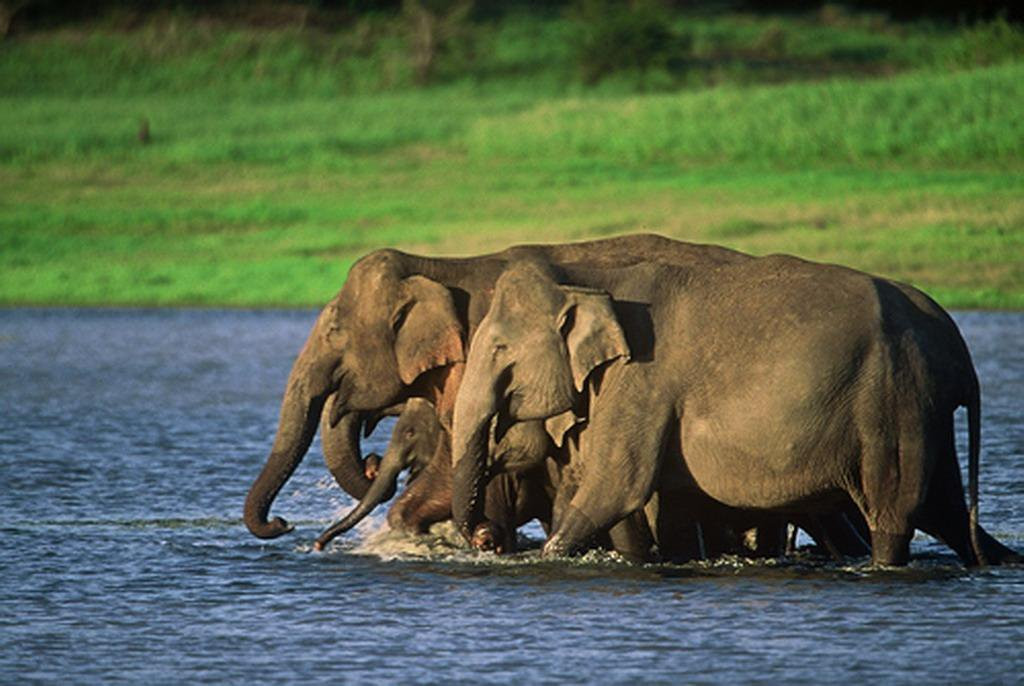 Яла Национальный Парк, Шри-Ланка, фото № 52701 – фотографии Шри-Ланки