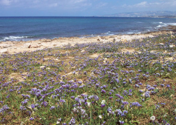 Пафос, Кипр, фото № 38487 – фотографии Кипра