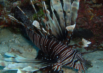 Рыба на Мальдивах. Фото 13 – фотографии Мальдивских островов