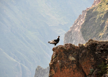 Кондоры в каньоне Колка – фотографии Перу