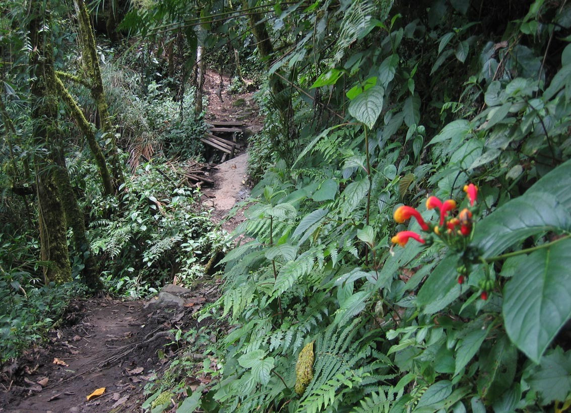 Тропа Кетцаль и национальный парк (Sendero de los Quetzales) в Панаме – фотографии Панамы