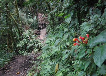 Тропа Кетцаль и национальный парк (Sendero de los Quetzales) в Панаме – фотографии Панамы