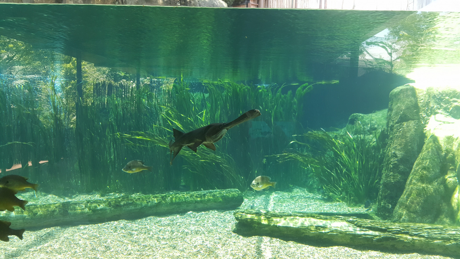 Парк "River Safari", Сингапур. Фото 3 – фотографии Сингапура