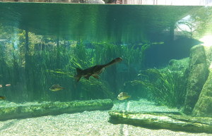 Парк "River Safari", Сингапур. Фото 3 – фотографии Сингапура