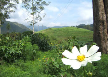 Нувара Элия, Шри-Ланка, фото № 52075 – фотографии Шри-Ланки